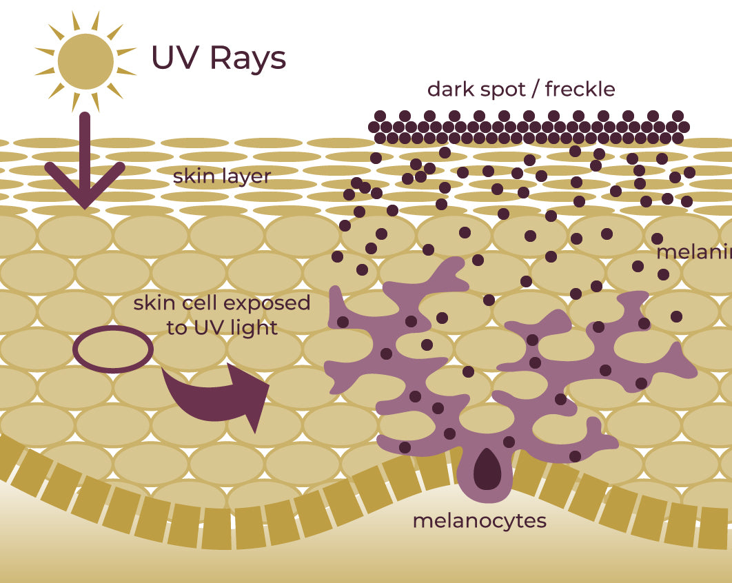 Skin Tanning Diagram